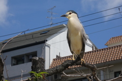五位鷺-桃ヶ池公園