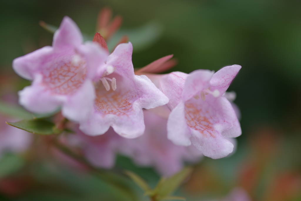 花園衝羽根空木-長池公園