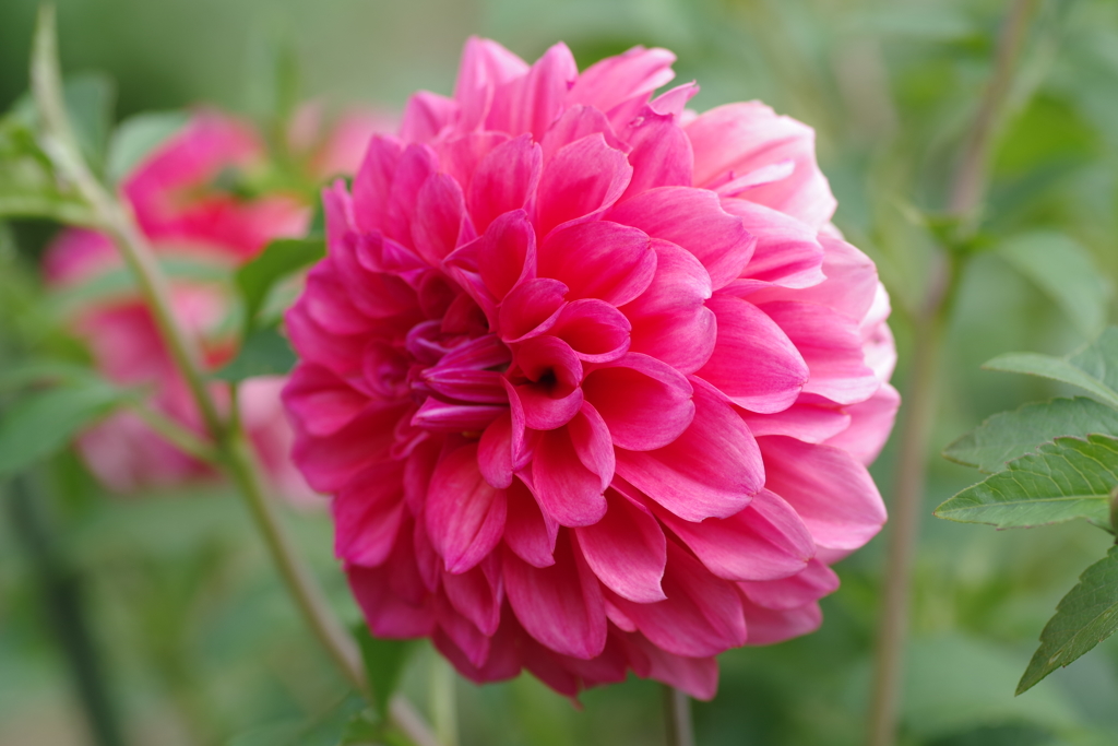 Dahlia