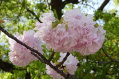 八重桜-四天王寺庚申堂①