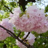 八重桜-四天王寺庚申堂①