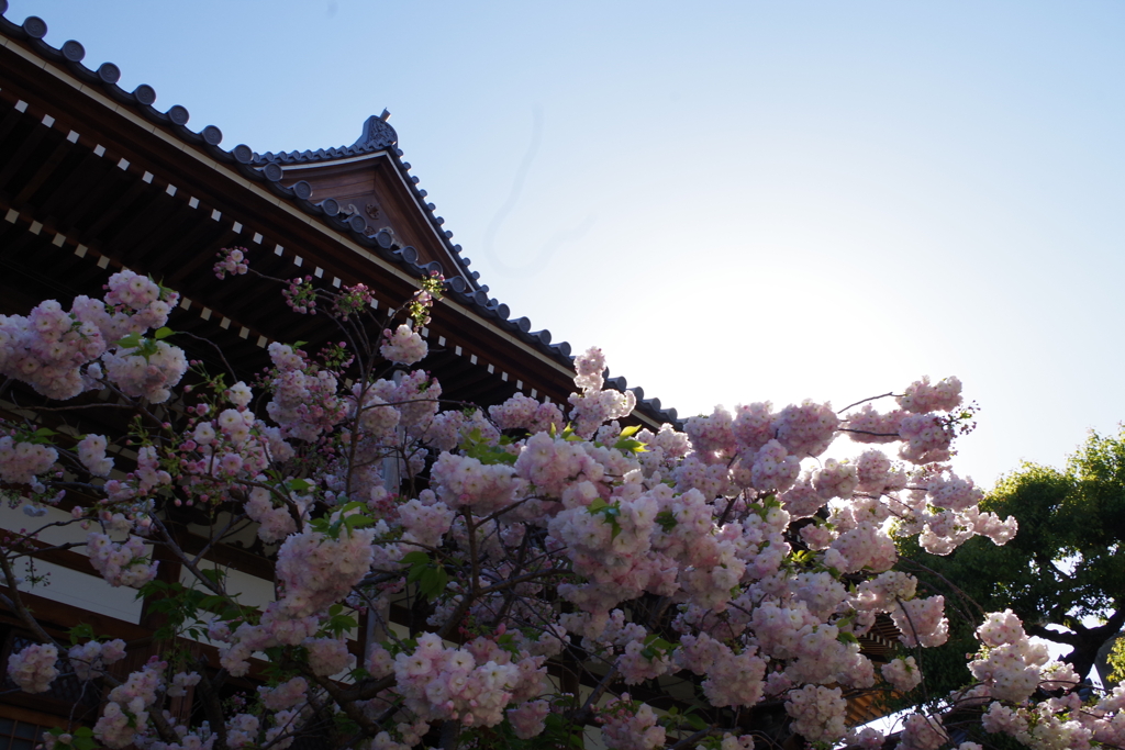 八重桜-一心寺
