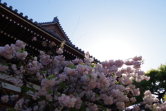 八重桜-一心寺