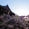 八重桜-一心寺