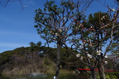 白梅と茶臼山