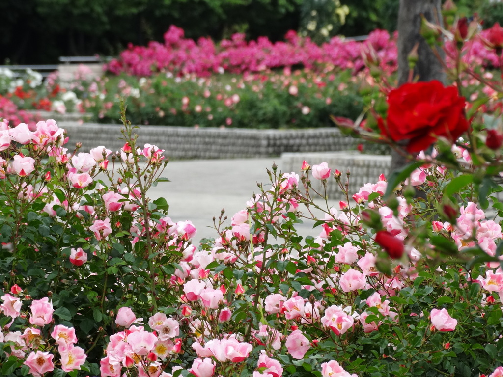 薔薇園-長居植物園 1