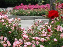 薔薇園-長居植物園 1