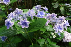 八重咲額紫陽花-長居植物園