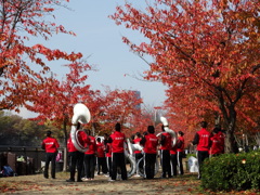 桜葉紅葉と白いスーザフォン