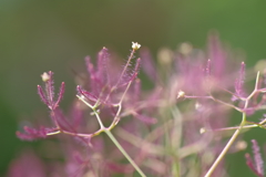 煙の木の花