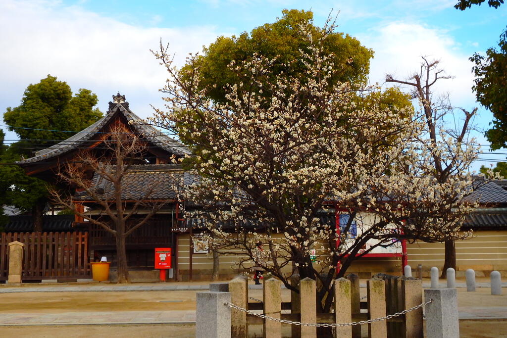 白梅-四天王寺