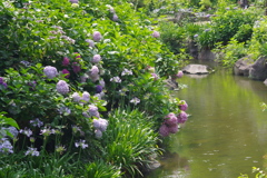 紫君子蘭と紫陽花➀
