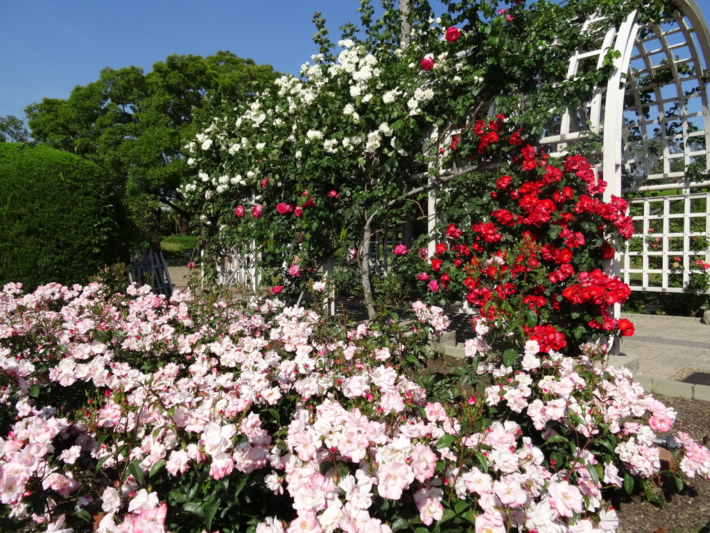 桜霞と薔薇のアーチ