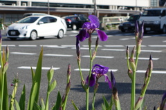 Amazing! あやめの開花