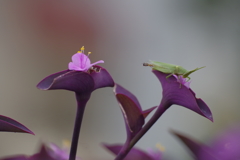 紫御殿と精霊飛蝗と細扁虻