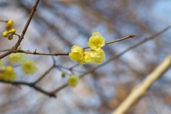 素心蝋梅①