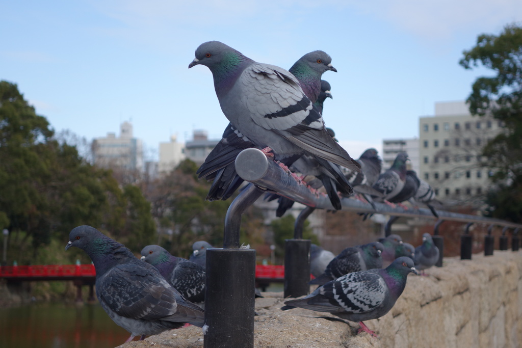 正月の鳩