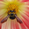 ダリアに熊蜂