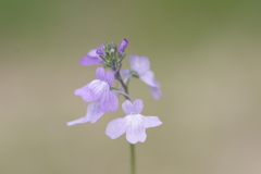 微小花「松葉海蘭」