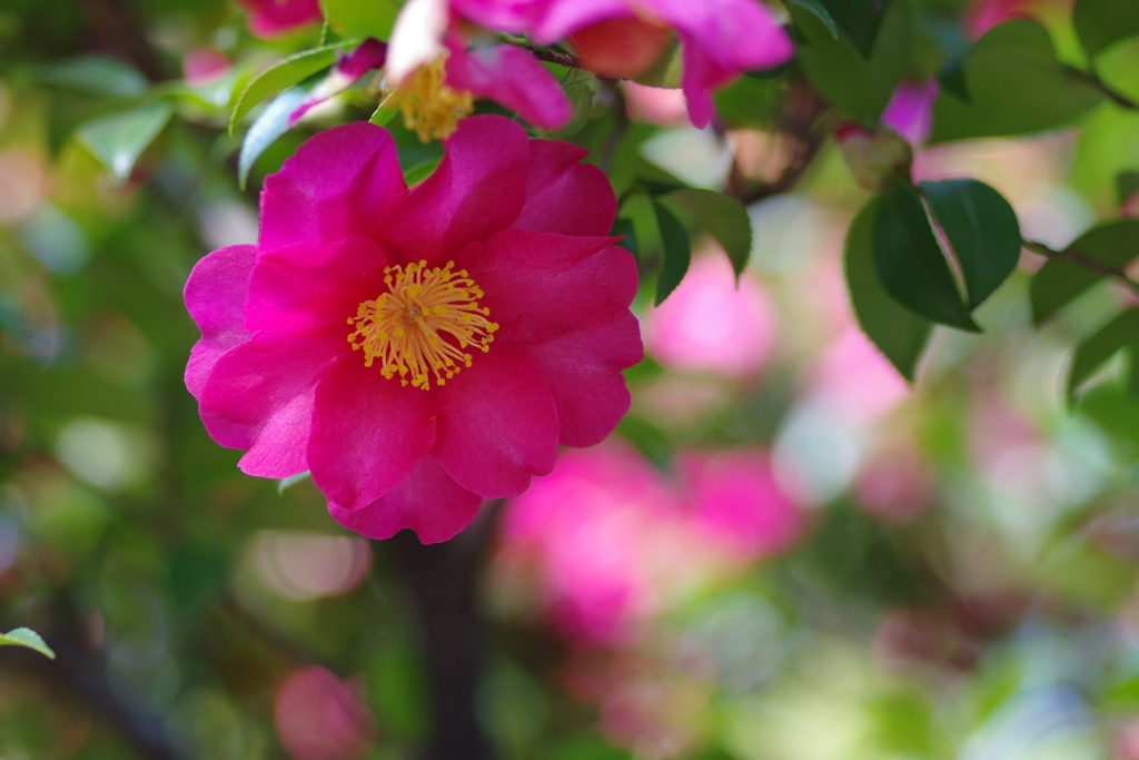 山茶花②