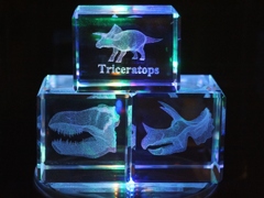 Triceratops B