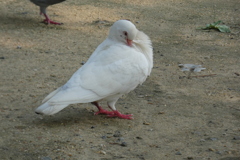 白鳩の羽繕い