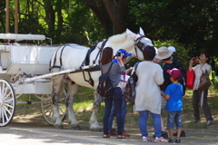 道産子に人参