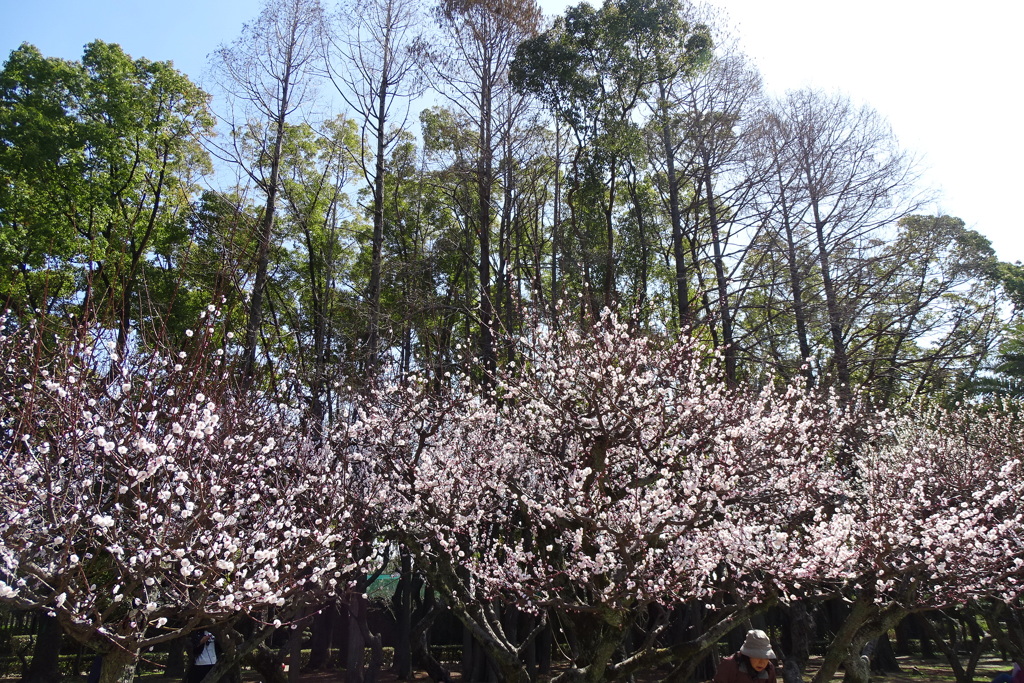 紅梅-長居公園