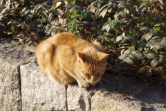 睦月の茶虎猫