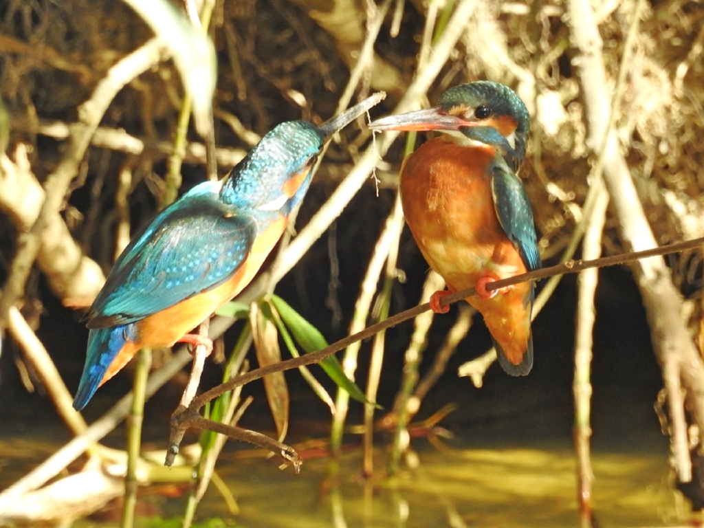Kingfisher 05