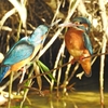 Kingfisher 05