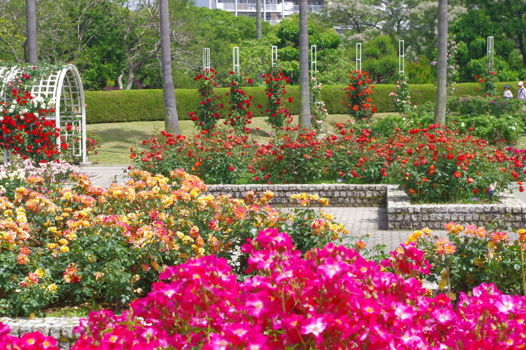 薔薇園-長居植物園⑤