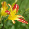ヘメロカリス「ゲイ・トルバドール」