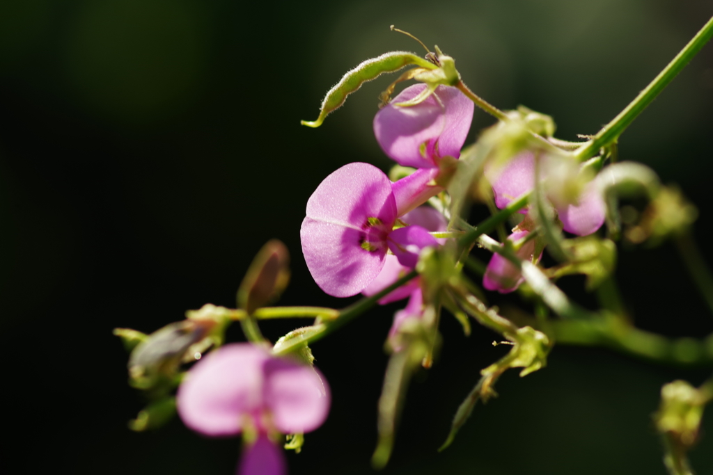 荒地盗人萩-天王寺公園