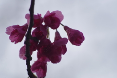 緋寒桜-庚申寺公園