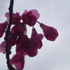 緋寒桜-庚申寺公園