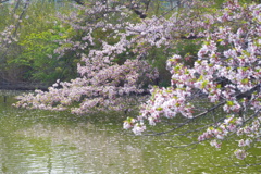 葉桜と花筏