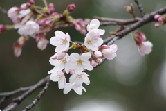 淡桃系染井吉野