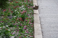 長居公園の野良猫達③