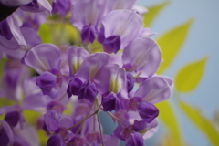 藤の開花