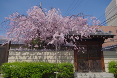 枝垂桜-四天王寺庚申堂