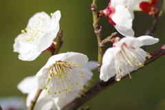 白梅花