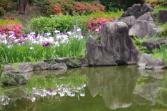 花菖蒲-慶沢園