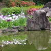 花菖蒲-慶沢園