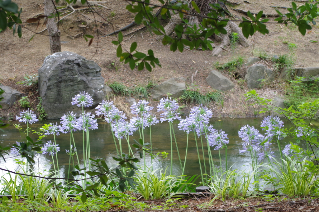 紫君子蘭-長居植物園