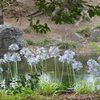 紫君子蘭-長居植物園