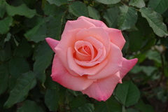 もう冬薔薇?ダイアナ・プリンセス・オブ・ウェールズ?