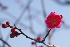 紅梅
