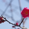 紅梅