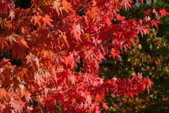 紅葉紅葉-大阪城公園①